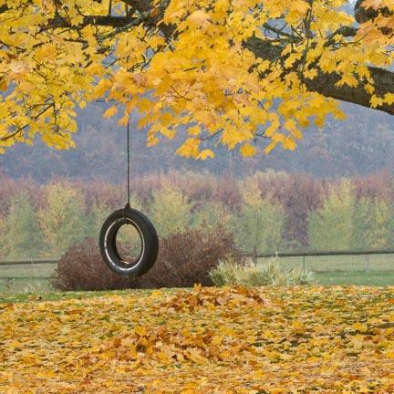 Tire hanging from tree